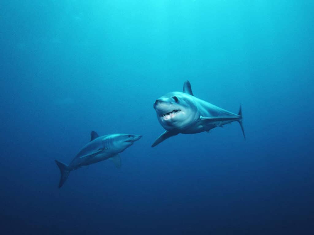 two mako sharks