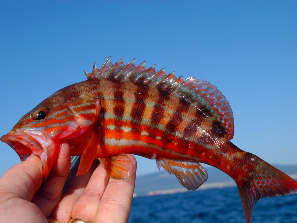 Mediterranean grouper