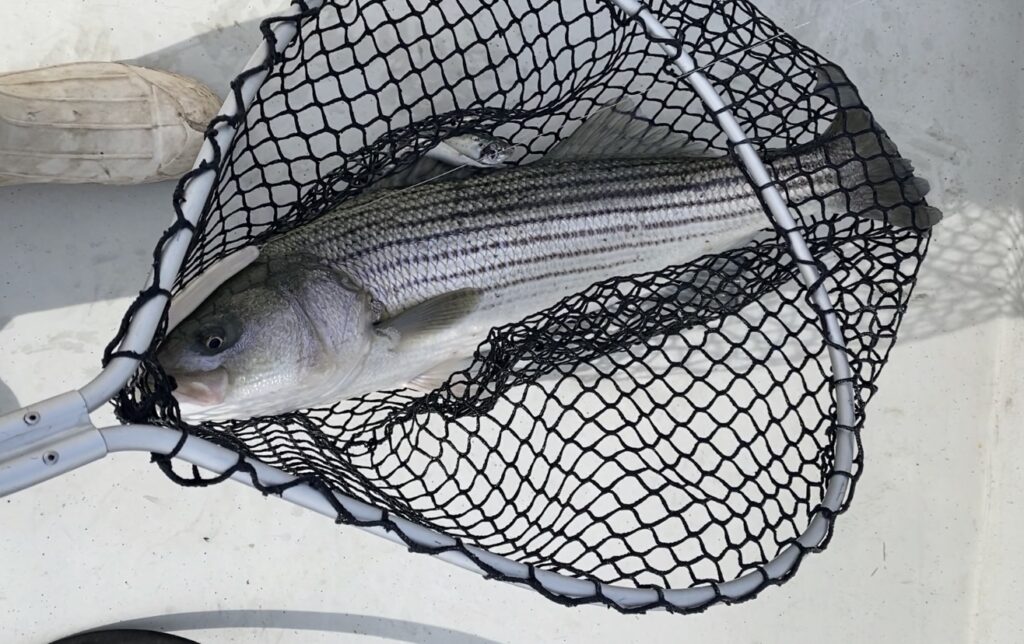 striped bass in net