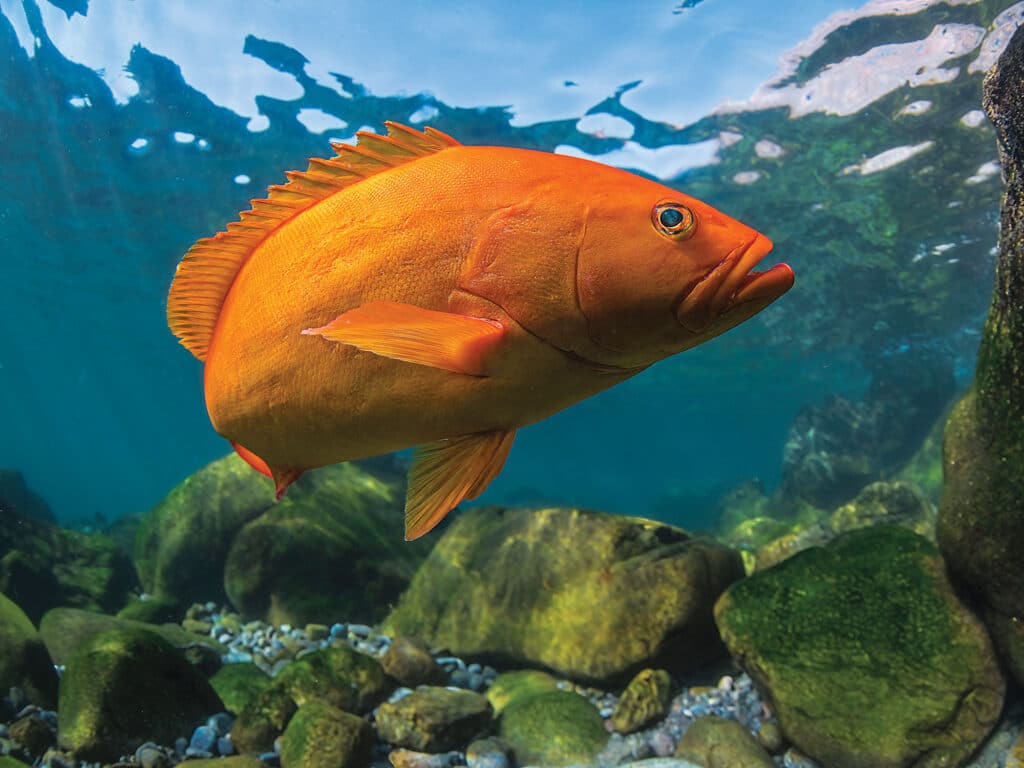 Golden grouper on the rocks