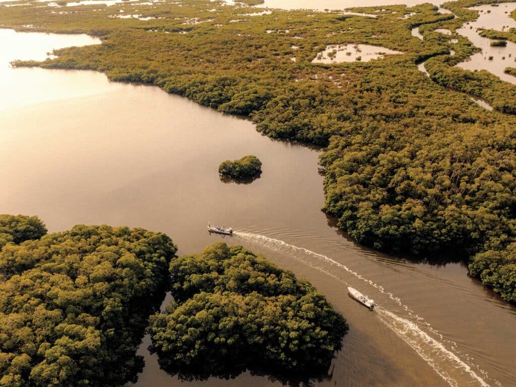 Boats running near mangroves