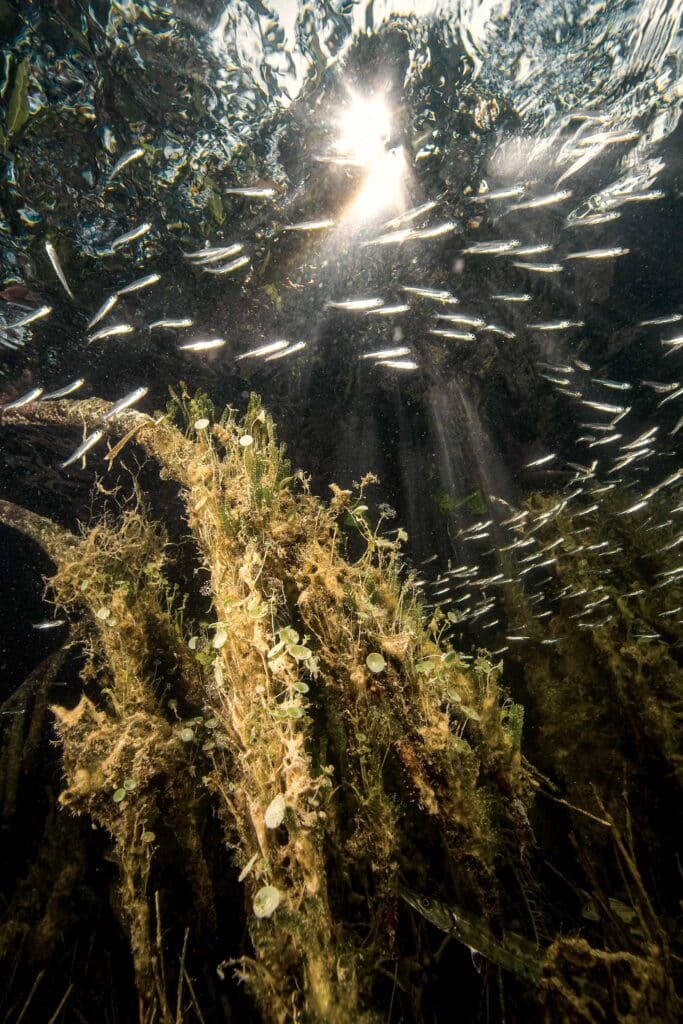 Underwater plants near mangroves