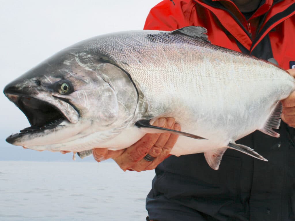 California king salmon