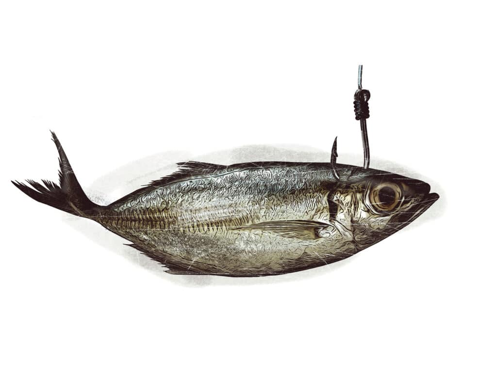 Goggle eye mackerel live bait fish hook tackle — Stock Photo