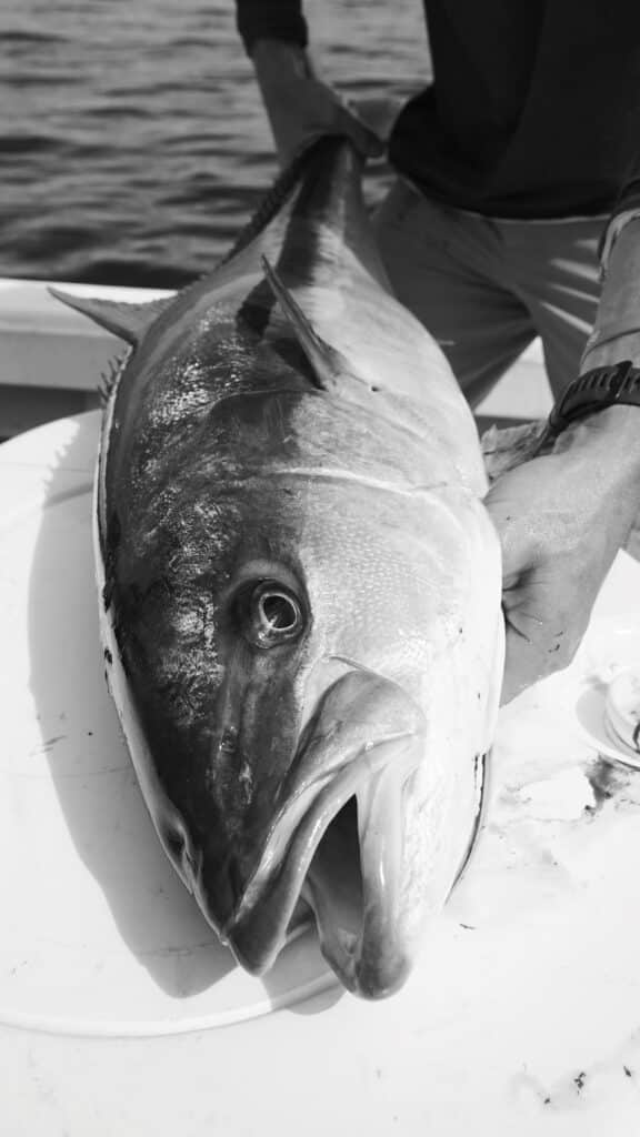 Yellowtail ready for eating