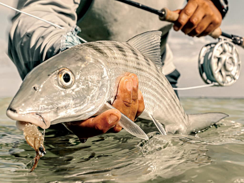 Bonefish caught on fly