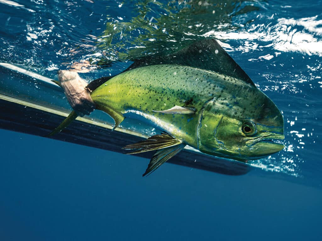 Releasing a nice mahi