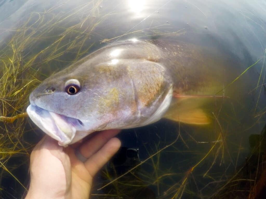 redfish in the grass