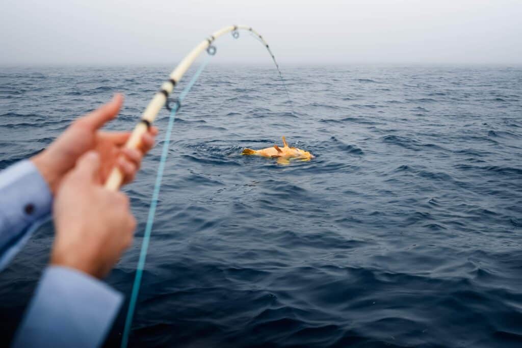 goliath grouper on fly tackle