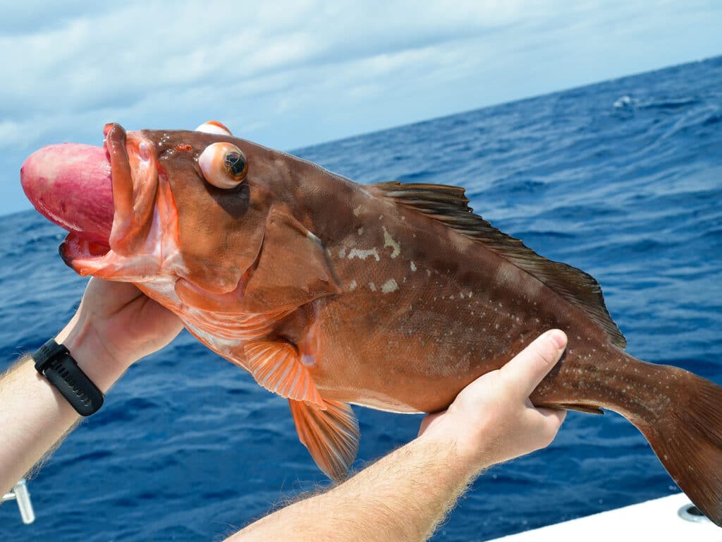 barotrauma red grouper