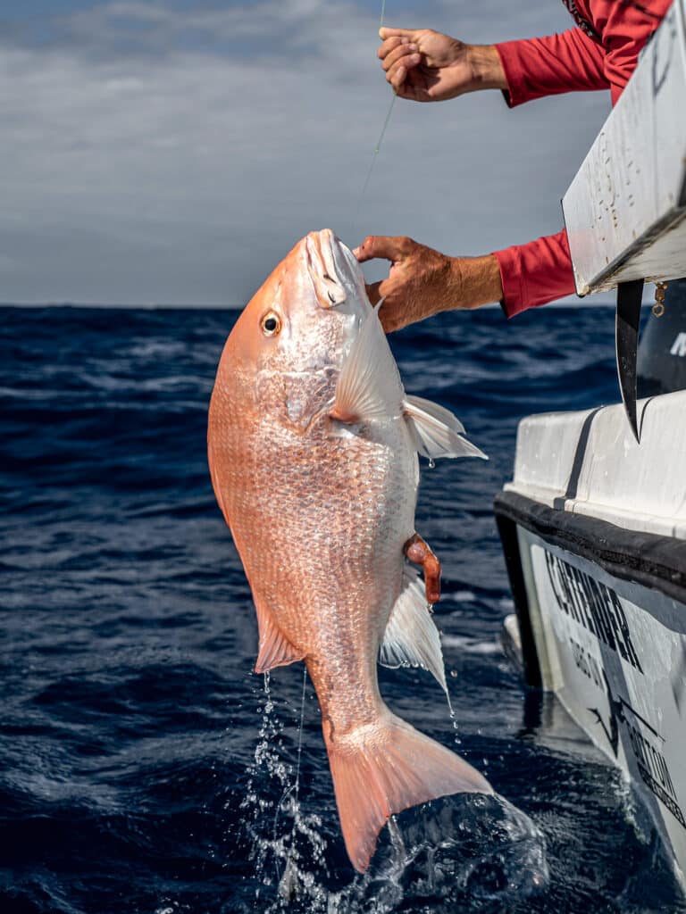 snapper barotrauma