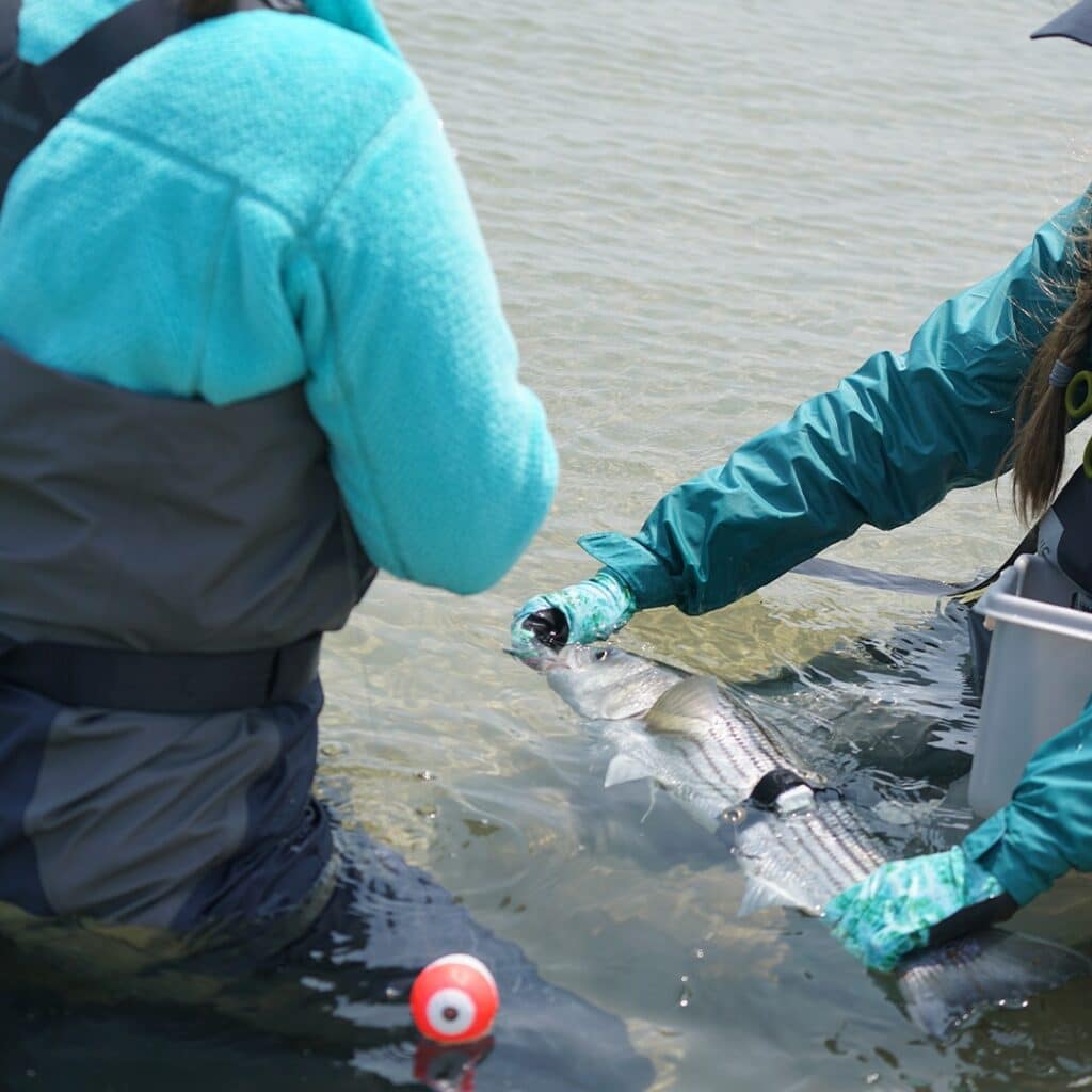 accelerometer on striped bass