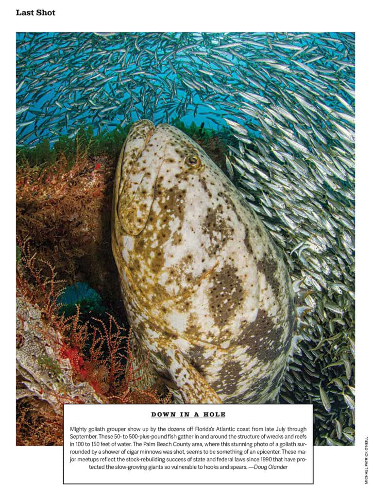 Giant goliath grouper congregate in the Palm Beach County area