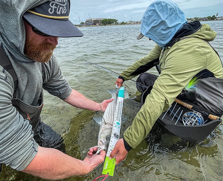 Schoolie23-Fish-Measuring-courtesy Cheeky