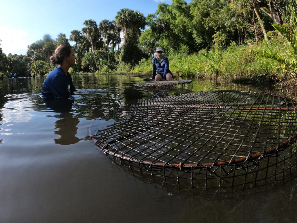 cages protecting eelgrass