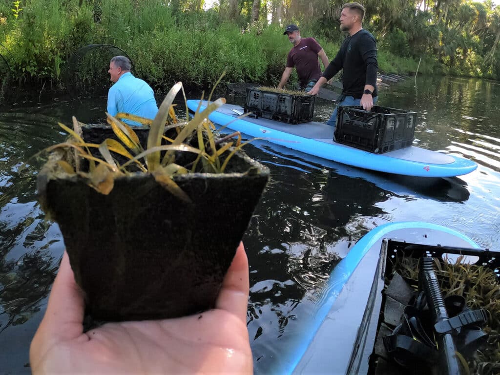 eel grass planting in Florida