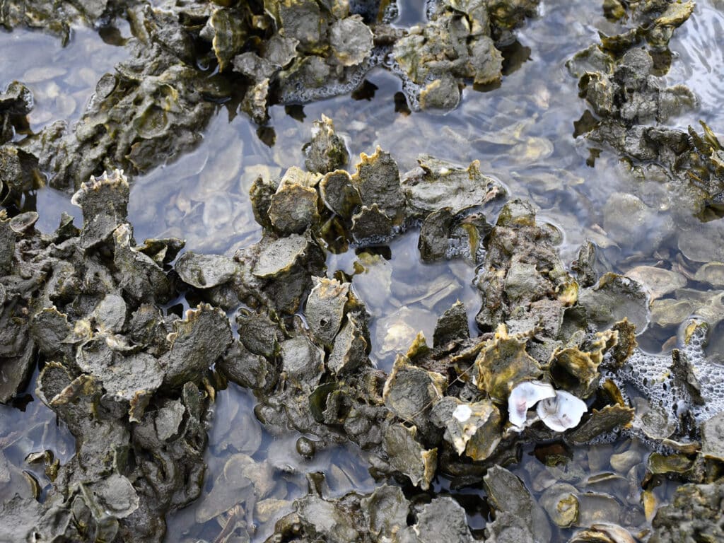 oyster bar