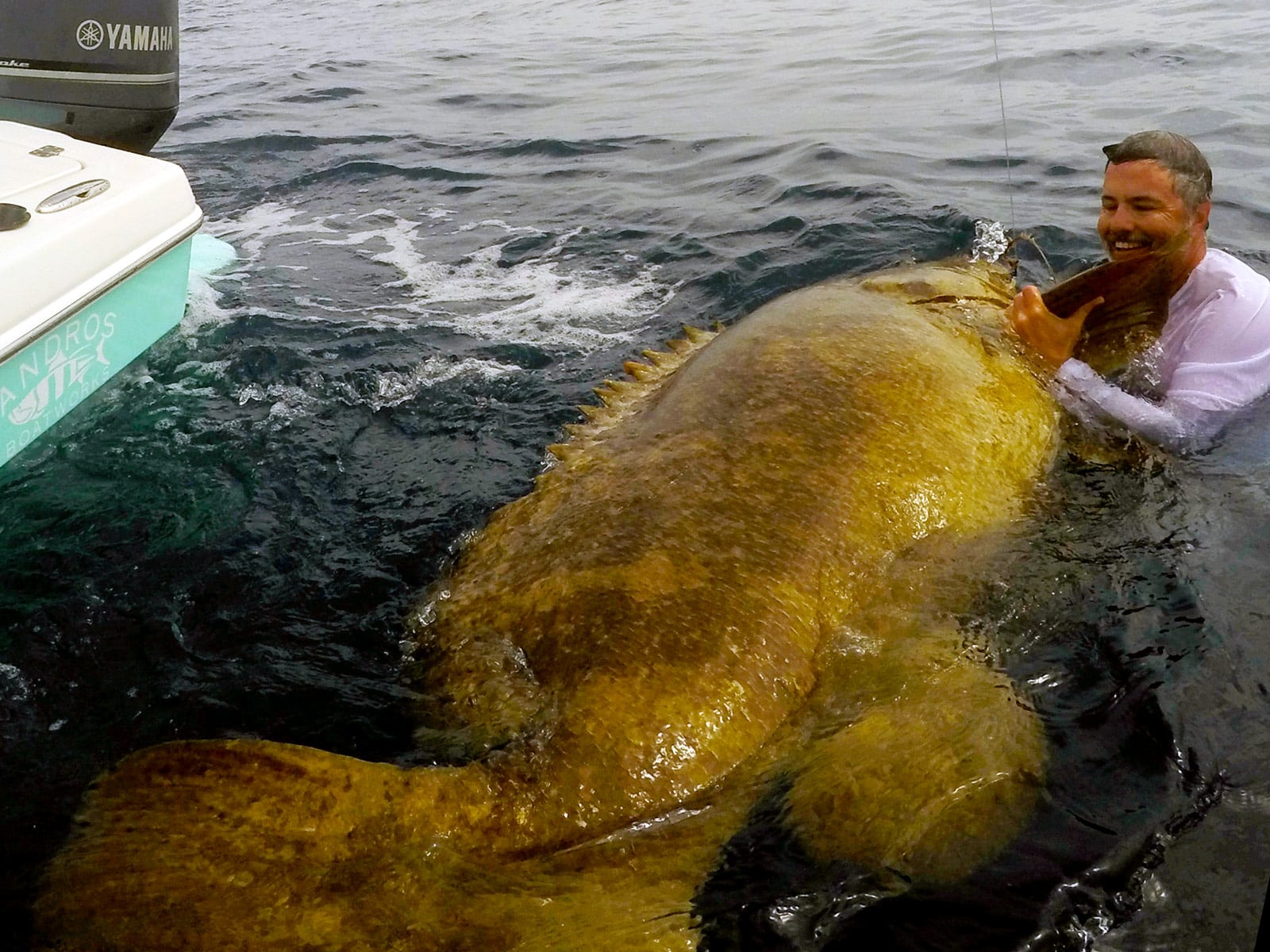 Biggest discount goliath grouper