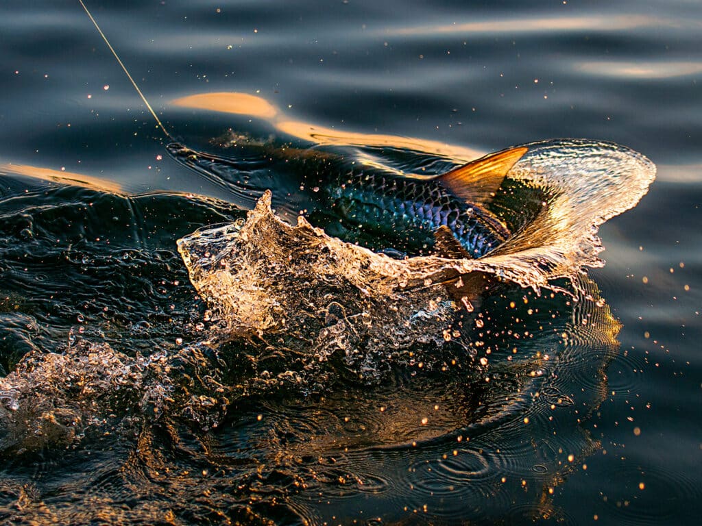 tarpon catch boatside