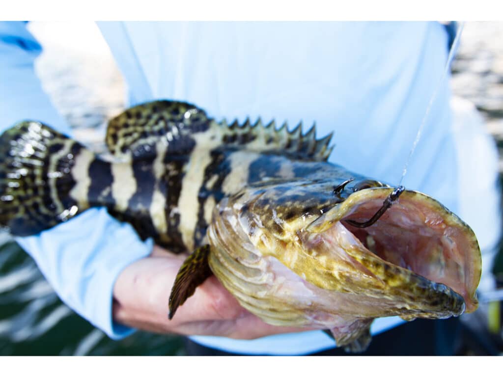 juvenile goliath grouper