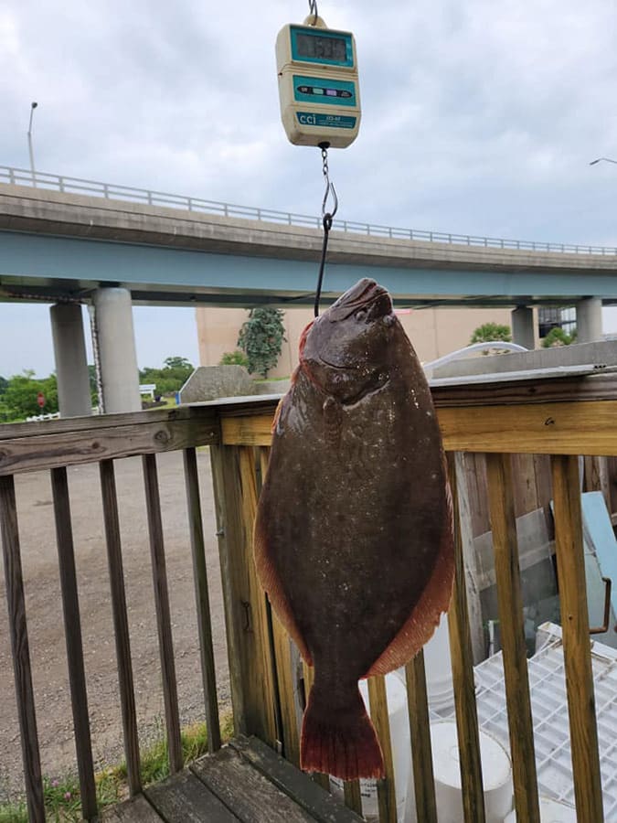 pending Connecticut record summer flounder