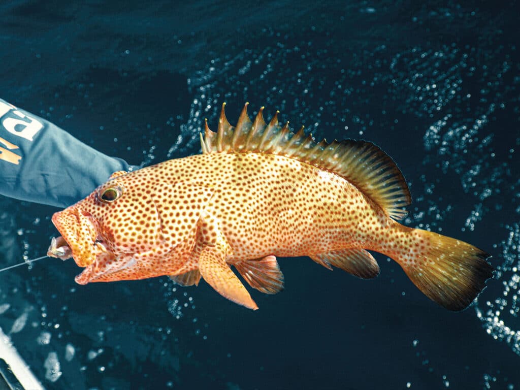 Large fish caught bottomfishing