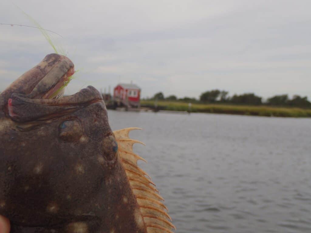 fluke in salt marsh