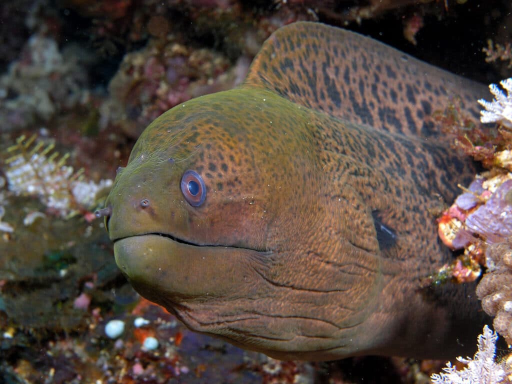 Moray eel from Philippines