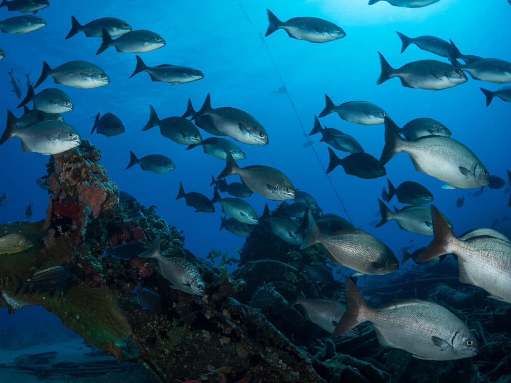 A school of Bermuda chub