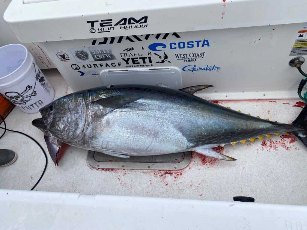 160-pound Pacific bluefin tuna