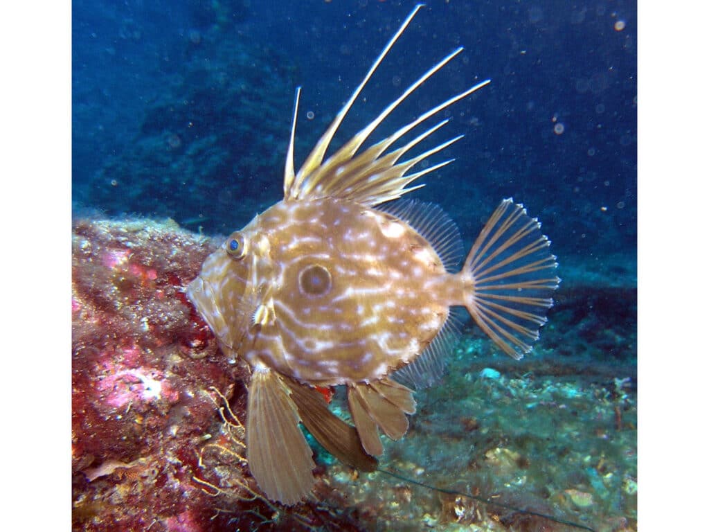 john dory fish