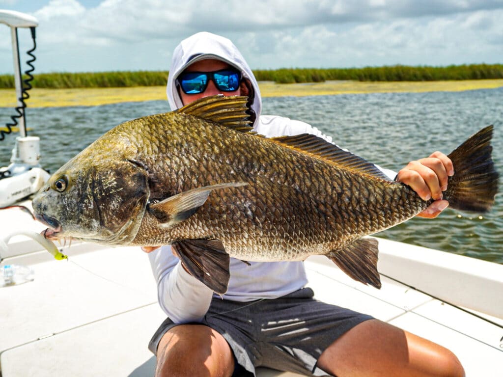 Louisiana black drum on a lure