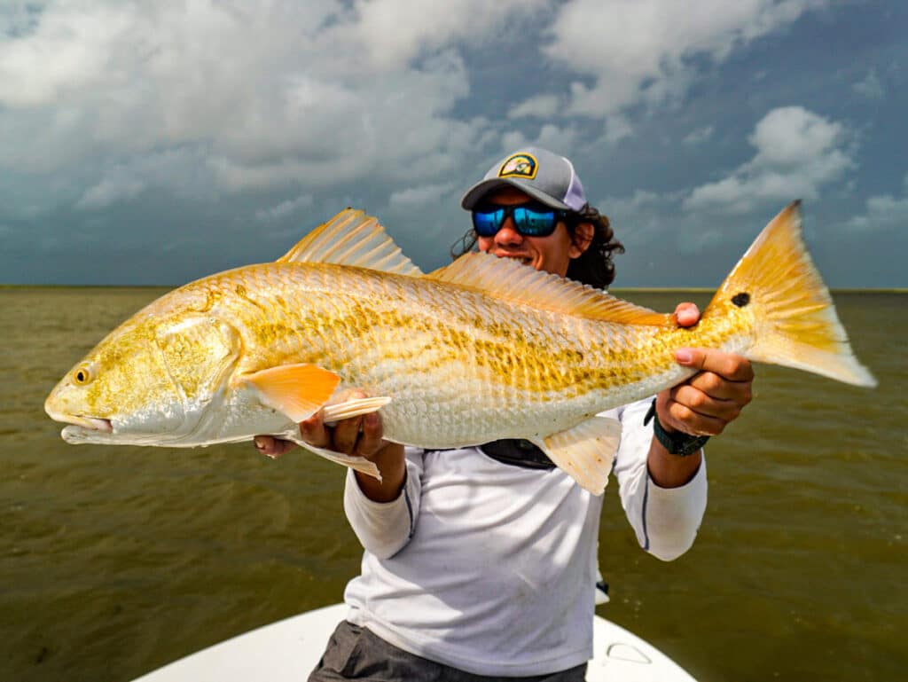 Louisiana redfish from the marsh