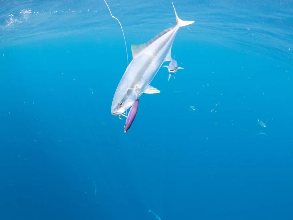 Large yellowtail