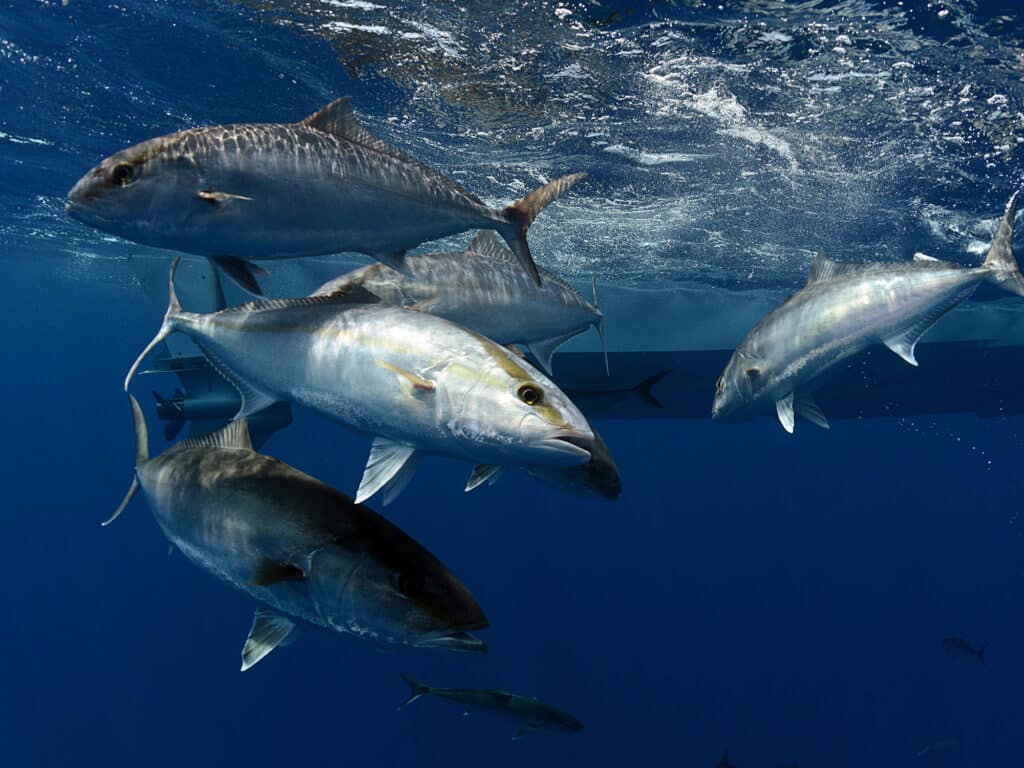 Schooling amberjack eating chum