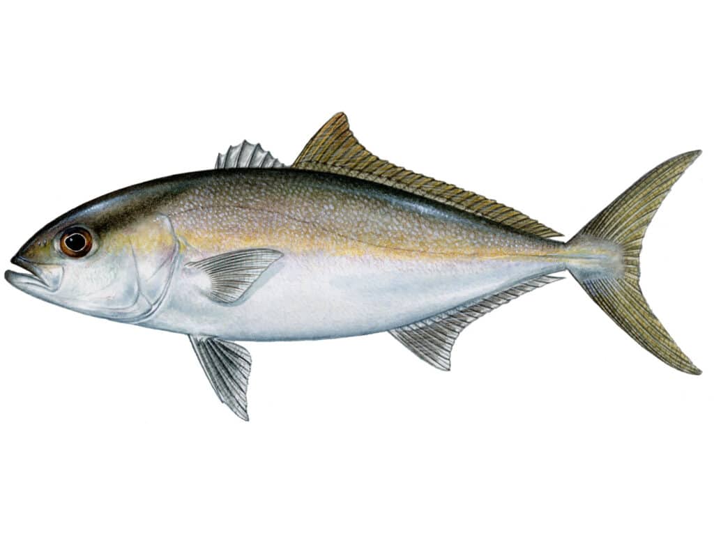 Lesser amberjack