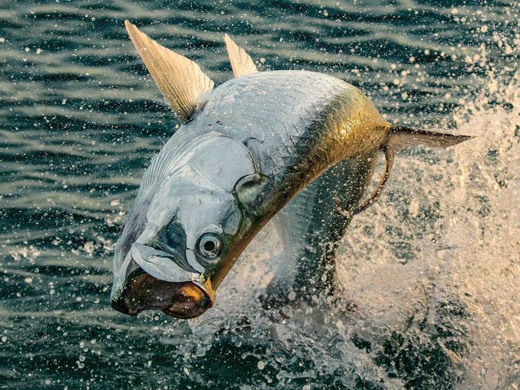 Tarpon jumping out of the water