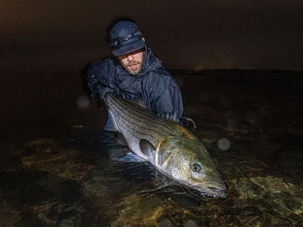 Releasing a large striper