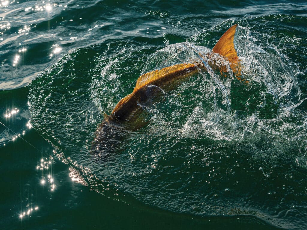 Redfish on the hook