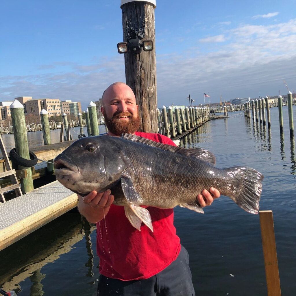 Capt. Luke Wiggins Catch and Release Connecticut State Record Tautog