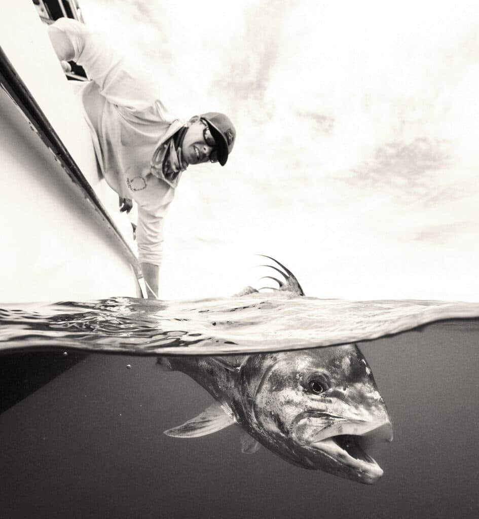 Roosterfish being released