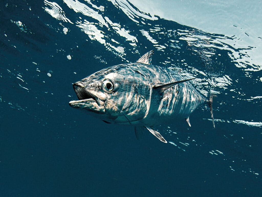 False albacore underwater