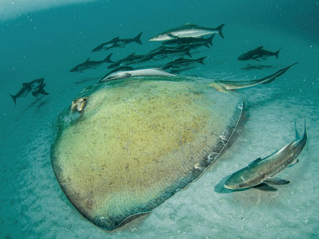 Massive Bait Catch with Surprise Cobia & Snook in Tampa Bay 