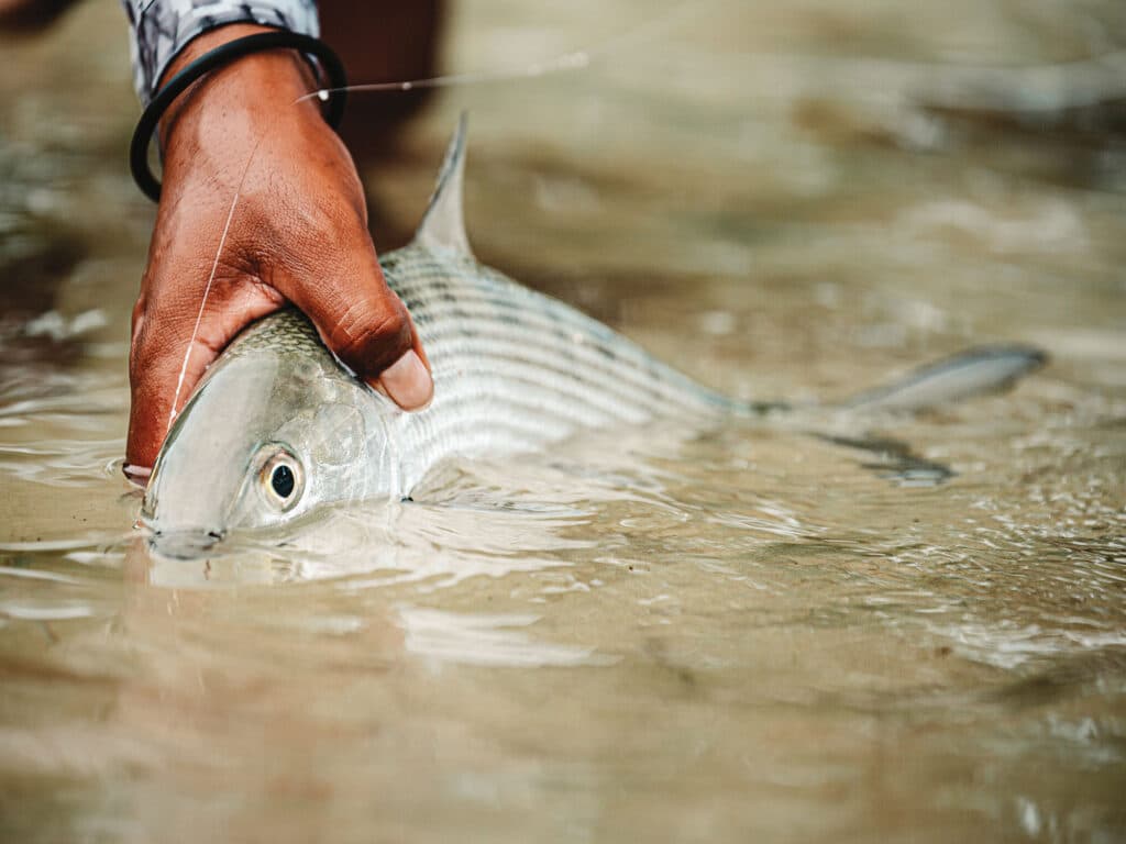 Bonefish on the flats