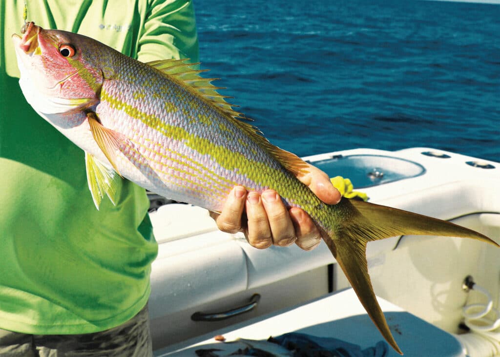 Yellowtail snapper caught after chum