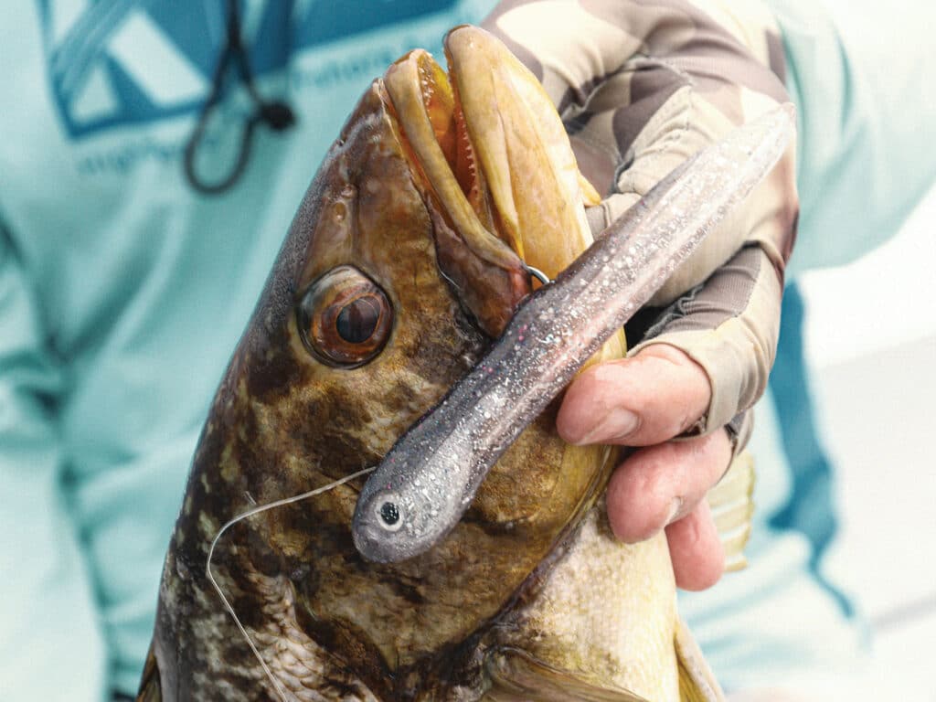 Calico bass caught on a tube bait