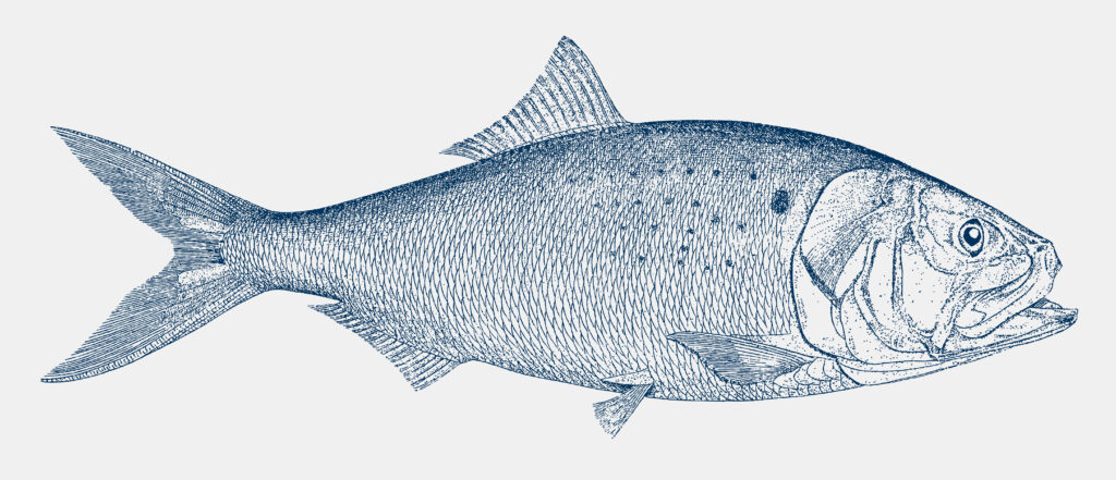 Atlantic menhaden, Brevoortia tyrannus, in side view