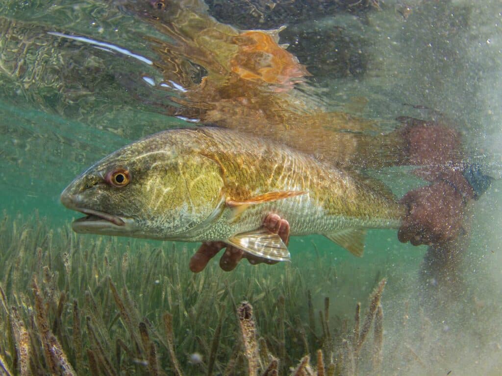 Redfish being released