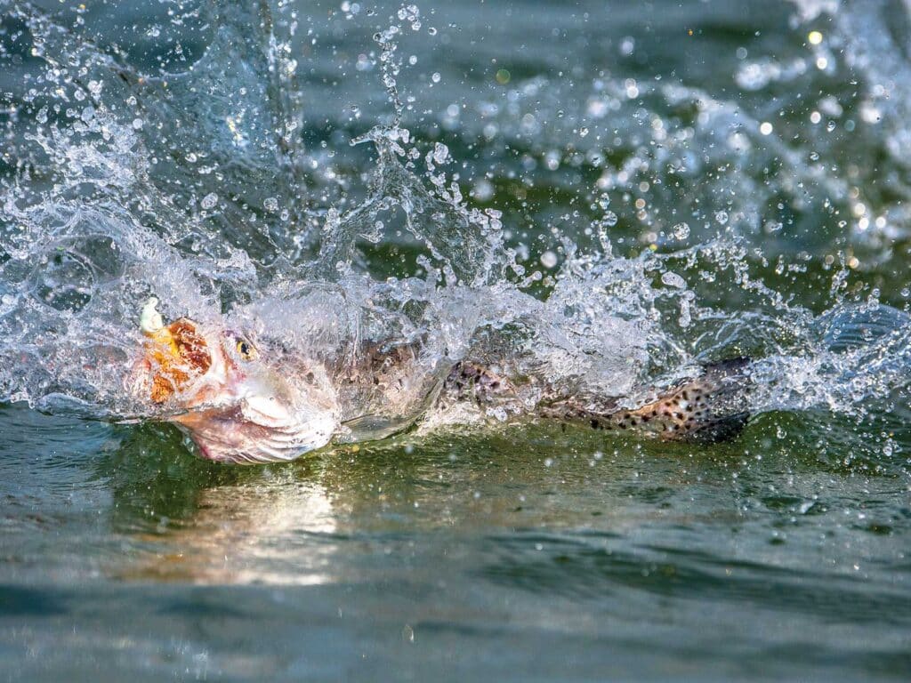 Trout caught in the Delta