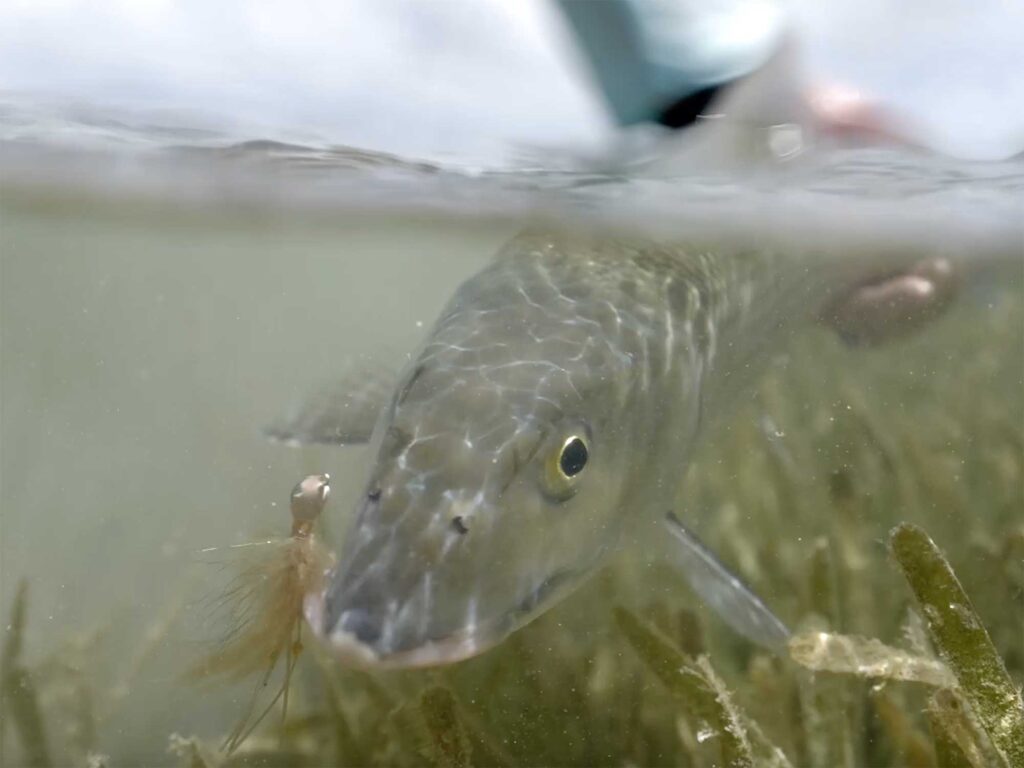 Bonefish catch and release